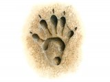 Illustration of Otter (Lutra lutra) Footprint (#1449)