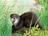 Illustration of Otter (Lutra lutra) (#1415)