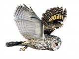 Illustration of Long-eared Owl (Asio otus) (#0527)
