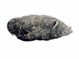 Illustration of Short-eared Owl pellet (Asio flammeus) (#0861)
