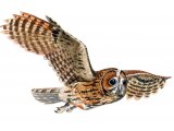 Illustration of Tawn Owl (Strix aluco) (#0528)