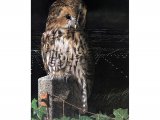 Illustration of Tawn Owl (Strix aluco) (#0534)