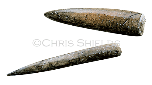 Illustration of Belemnite fossil Hibolithe (#0686)