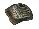 Illustration of Hybodont  Shark Tooth Plate Fossil (Ptychodus) (#0468)