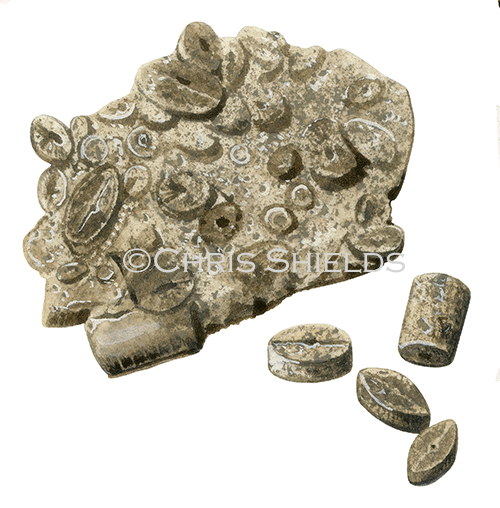 Illustration of Sea lily Fossil Stem pieces (Platycrinites) (#0219)
