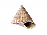 Illustration of Painted Topshell (Calliostoma zizyphinum) (#1900)