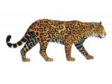 Illustration of Panthera onca, Jaguar (Panthera onca) (#4200)