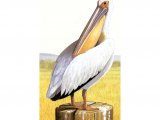 Illustration of White Pelican (Pelecanus erythrorhynchos) (#0059)