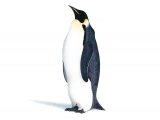 Illustration of Emperor Penguin (Aptenodytes forsteri) (#2854)