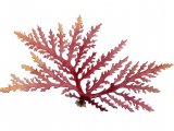 Illustration of Pepper dulse (Osmundea pinnatifida) (#4264)