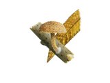 Illustration of Phaeolepiota erinaceus (#3602)