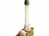 Illustration of Phallus hadriani (Sand Stickhorn) (#1942)