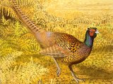Illustration of Common Pheasant (Phasianus colchicus) (#0428)