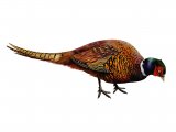 Illustration of Common Pheasant (Phasianus colchicus) (#1576)