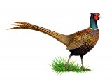 Illustration of Common Pheasant (Phasianus colchicus) (#2023)
