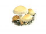 Illustration of Pholiota alnicola var. alnicola (Alder Scalycap) (#4229)