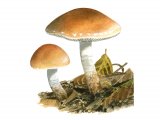 Illustration of Pholiota lubrica (#4253)