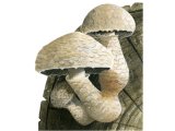 Illustration of Pholiota populnea (#4247)