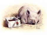 Illustration of Pig (domestic) Sus scrofa domestica - Limited Edition Print (#0278)