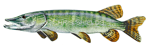 Illustration of Pike (Esox lucius) (#2037)