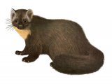 Illustration of Pine Marten (Martes martes), (#3658)
