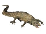 Illustration of Placodus (#2448)