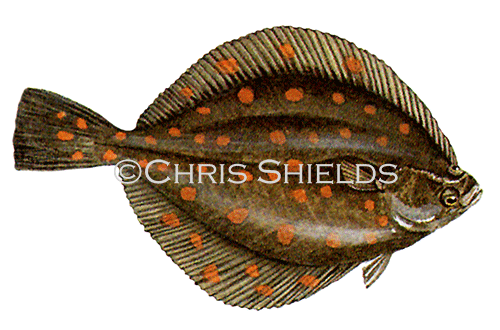 Illustration of Plaice (Pleuronectes platessa) (#0175)