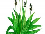Illustration of Plantain (Ribwort) Plantage lanceolata (#0626)