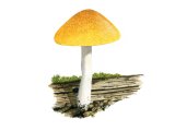 Illustration of Pluteus chysophaeus (Yellow Shield) (#3853)