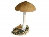 Illustration of Pluteus nanus (Dwarf Shield) (#3850)