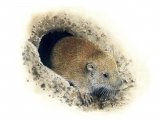 Illustration of Pocket Gopher (Thomomys sp.) (#0799)