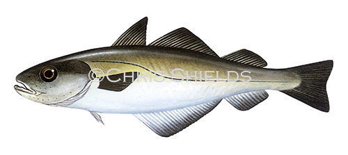 Illustration of Pollock (pollachius pollachius) (#1060)