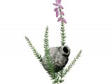 Illustration of Potter Wasp Pot (Eumenes coarctatus) (#3152)