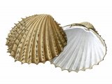 Illustration of Cockle (Prickly) Acantocardia echinata (#2352)