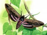Illustration of Privet Hawh Moth (Sphinx ligustri) (#1496)