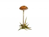 Illustration of Psilocybe inquilinus (#4288)