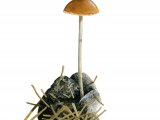 Illustration of Psilocybe merdaria (#4256)