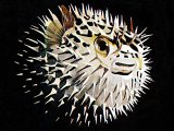 Illustration of Puffer Fish (#1330)