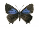 Illustration of Purple Hairstreak (Quercusia quercus) (#2558)