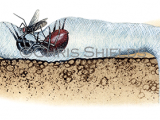 Illustration of Purse Web Spider (Atypus affinis) (#1517)