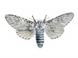 Illustration of Puss Moth (Cerura vinula) (#2568)