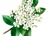 Illustration of Pyracantha crenulata (#0967)