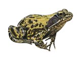 Illustration of Common Frog (Rana temporaria) (#3274)