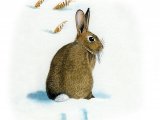 Illustration of Rabbit (Oryctolagus cuniculus) (#0554)