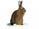 Illustration of Rabbit (Oryctolagus cuniculus) (#2255)