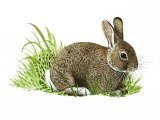 Illustration of Rabbit (Oryctolagus cuniculus) (#3258)