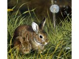 Illustration of Rabbit (Oryctolagus cuniculus) (#0573)