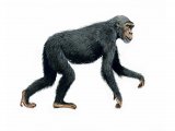 Illustration of Ramapithecus (#0654)