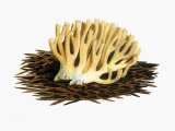 Illustration of Ramaria abietina (#1953)