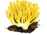 Illustration of Ramaria aurea (#1954)